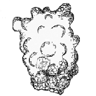 Difflugia muriculata