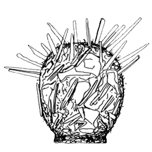 Difflugia pentogonostoma