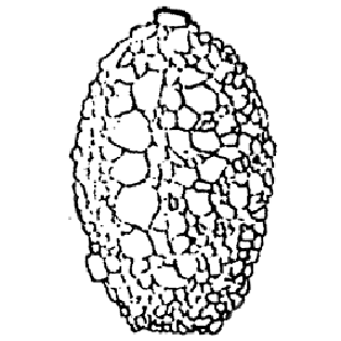 Difflugia perfilievi