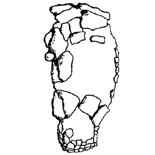 Difflugia polliciformis