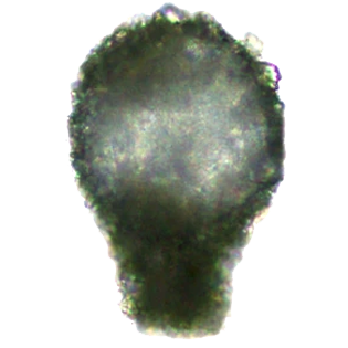 Difflugia quangtrani