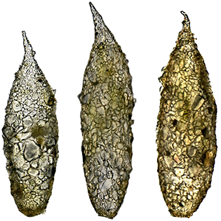 Difflugia scalpellum