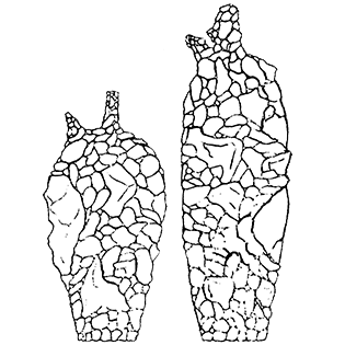Difflugia schizocaulis