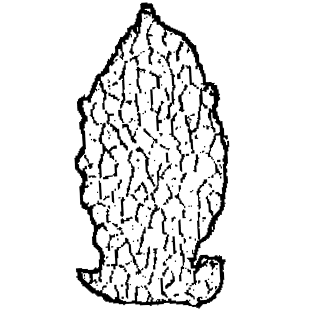 Difflugia solowetzkii