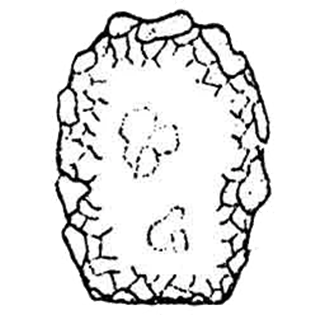 Difflugia lobostoma truncata