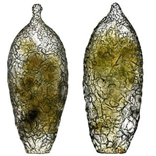 Difflugia umbilicata