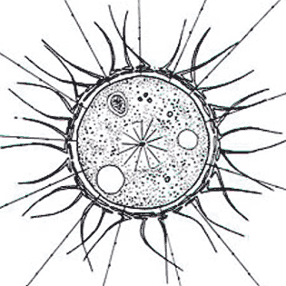 Raineriophrys erinaceoides