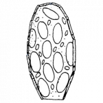 euglyphidion enigmaticum bonnet 1960