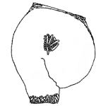 Lesquereusia carinata