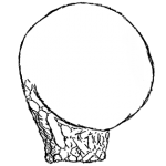 Lesquereusia globulosa