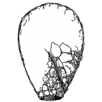 Lesquereusia mimetica