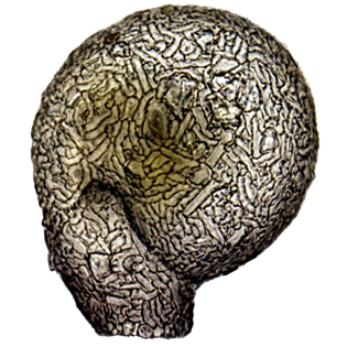 lesquereusia spiralis