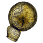 Lesqureusia epistomium