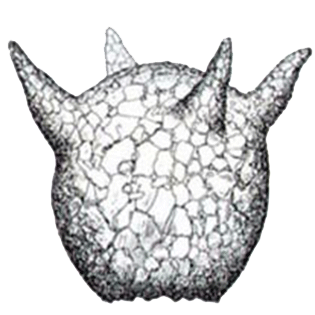 Netzelia-corona-3