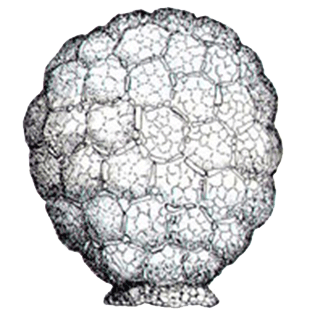 Netzelia tuberculata