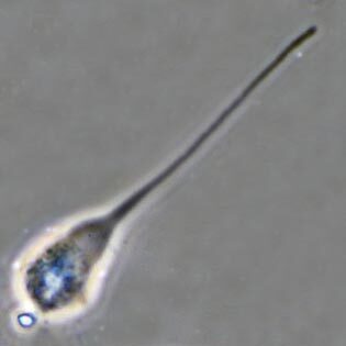 Oscillosignum proboscidium