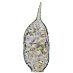 Pareuglypha reticulata