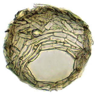 Phryganella