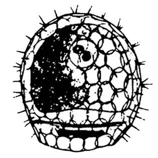 Placocista jurassica