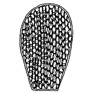 Placocysta elegans