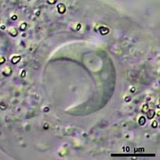 Polychaos annulatum