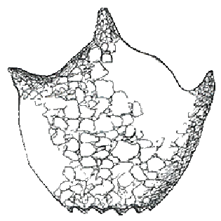Protocucurbitella-coroniformis-pusilla
