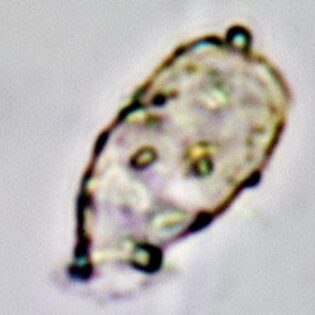 Psammonobiotus