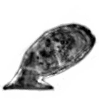 Psammonobiotus dziwnowi