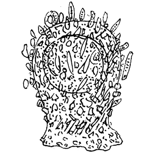 Pseudodifflugia-horrida