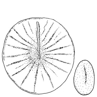 Pseudoraphidiophrys formosa