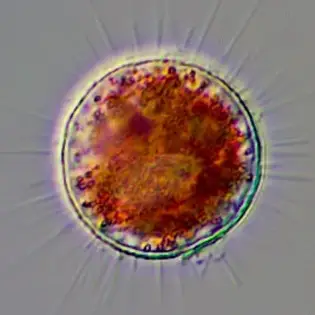Rabdiophrys-anulifera-2