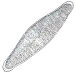 Raphidiophrys capitata