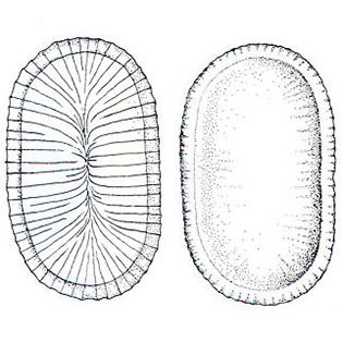 Raphidiophrys intermedia