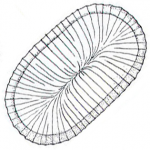 Raphidiophrys intermedia