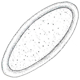 Raphidiophrys marginata 2
