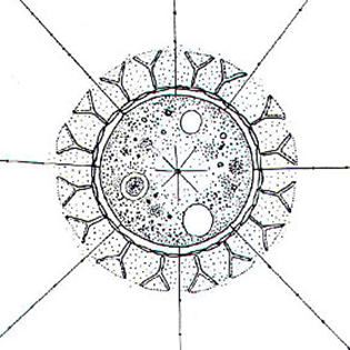 Pseudoraphidocystis glutinosa
