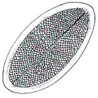 Raphidocystis tubifera