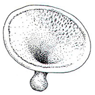 Rhaphidocystis tubifera