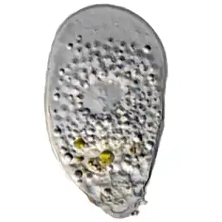 Rhizaspis scutiformis