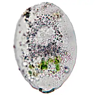 Rhizaspis scutiformis