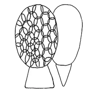Sphenoderia lenta longicollis