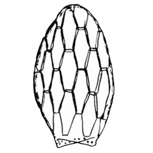 Sphenoderia-rhombophora