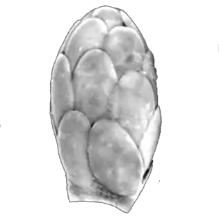 Sphenoderia valdiviana