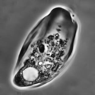 Thecamoeba quadrilineata