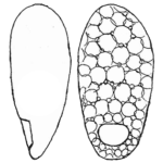Trinema grandis Chardez 1960