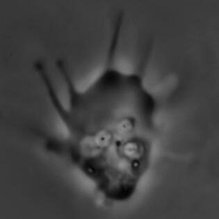 Vexillifera bacillipedes