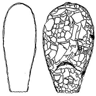 Zivkovicia compressoidea