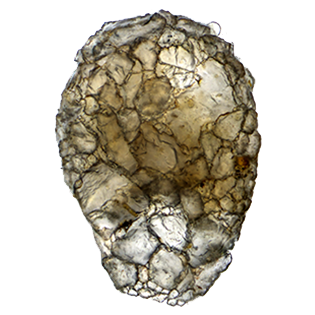 zivkovicia compressoidea