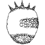 Centropyxis marsupiformis obesa