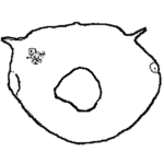 Centropyxis compressa